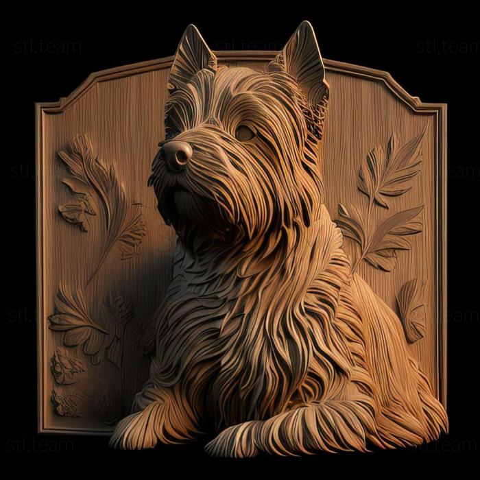 Animals Norwich Terrier dog